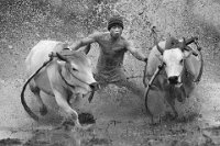 437 - BUFFALO RACING - PUN TAK CHEONG - macao <div